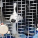 Watch This Dog Break Himself And His Pup-Mates Out!