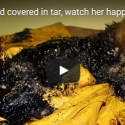 Puppy Covered In Tar Is Transformed!…